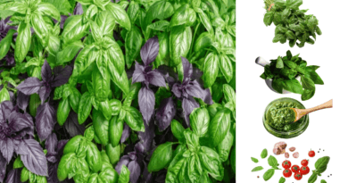 Ocimum basilicum _basil