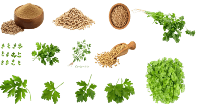 coriander or cilantro