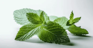 mentha spp