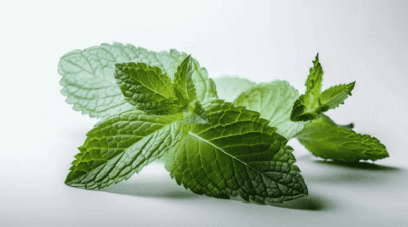 mentha spp