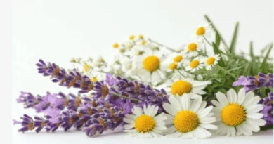 Chamomile & Lavender