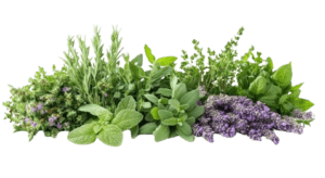 culinary herbs