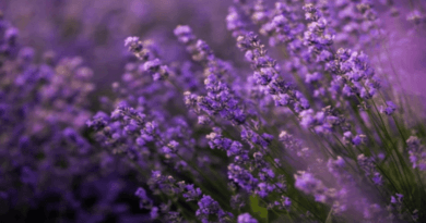 Lavender as a Drink: A Soothing and Aromatic Experience