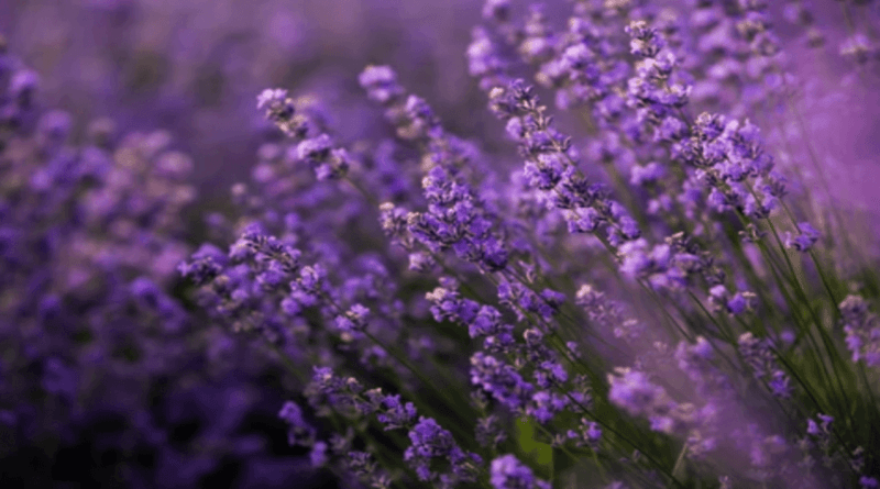 Lavender as a Drink: A Soothing and Aromatic Experience