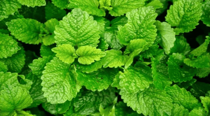 Melissa officinalis