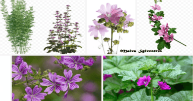 malva sylvestris