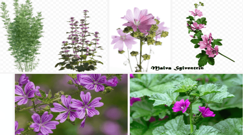 malva sylvestris