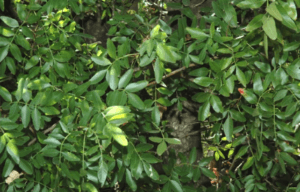 pistacia atlantica leaves