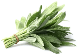 sage plant