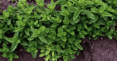 spearmint gardening