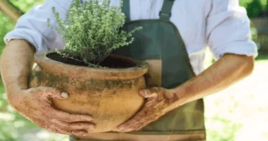 thyme gardening_01