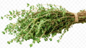 thyme herb