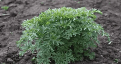 wormwood gardening