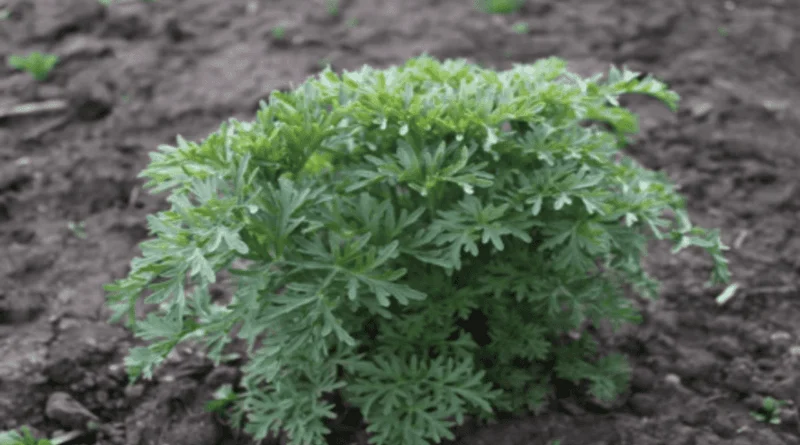 wormwood gardening
