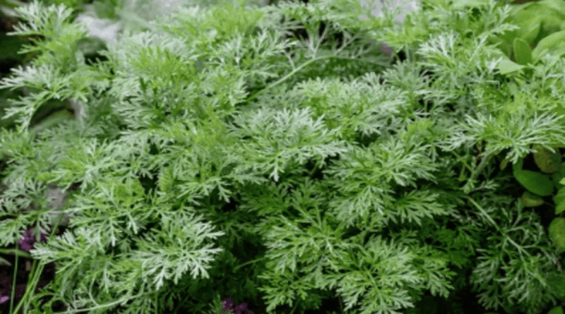 wormwood