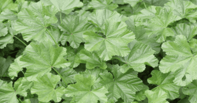 Malva Sylvestris Recipe