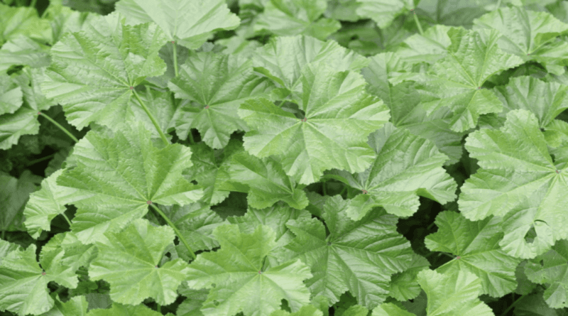 Malva Sylvestris Recipe