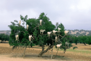 argan plant