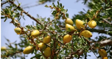 argan tree
