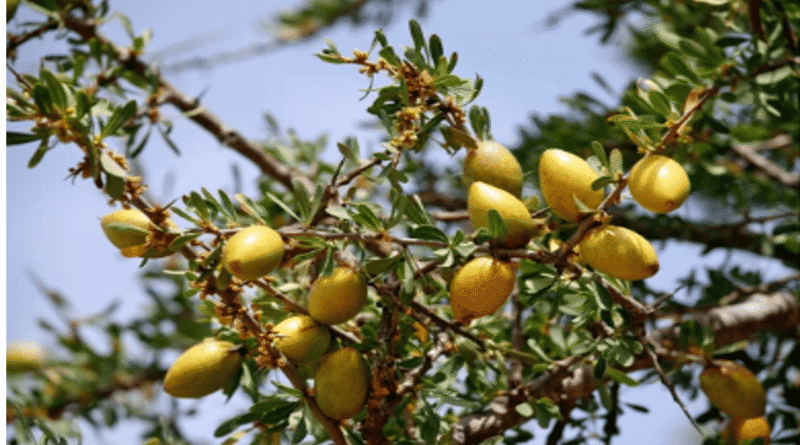 argan tree